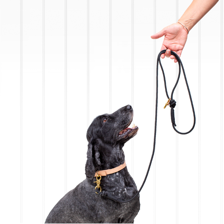 Puppy dog leads hot sale