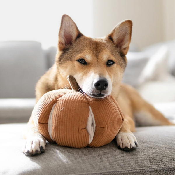 How to Help Your Dog Overcome Loneliness at Home
