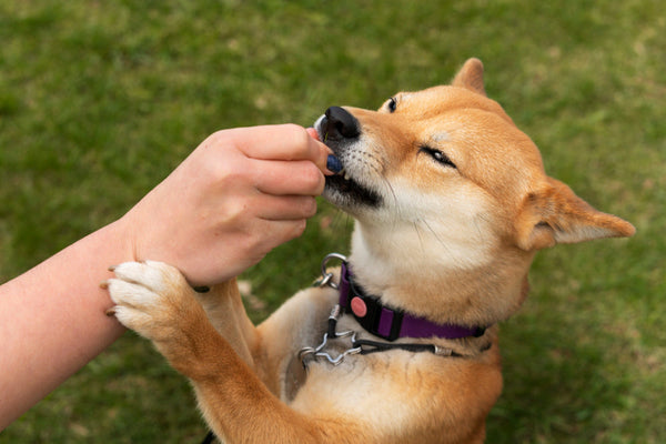 dog eating natural beef dog treat