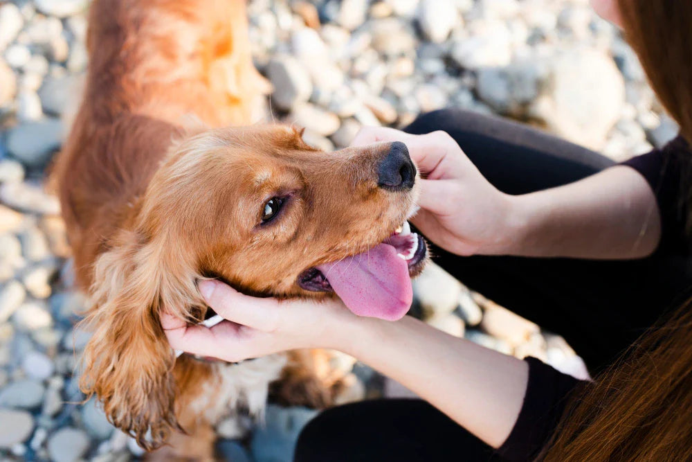 Chicken Dog Treats: Benefits, Nutrition and Best Options