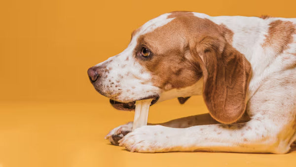 Dental Bones vs Dental Sticks: Which Is Right for Your Dog?