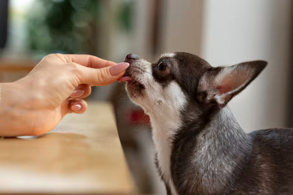 Fish Dog Treats: Benefits, Nutrition and Best Options
