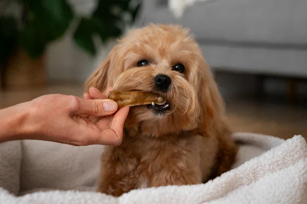 Kangaroo Dog Treats: Benefits, Nutrition and Best Options