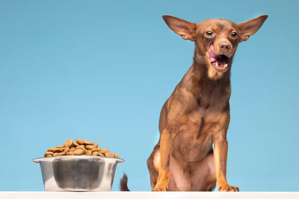 Lamb Dog Treats: Benefits, Nutrition and Best Options