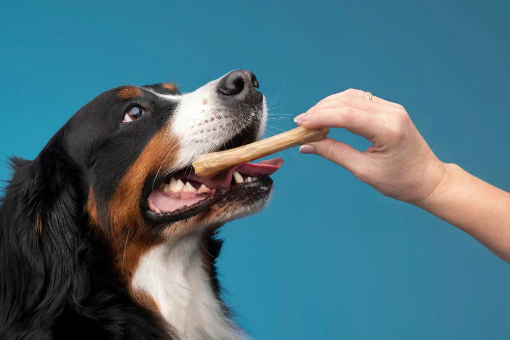 What Are Natural Dog Treats? A Simple Guide for Australian Dog Owners