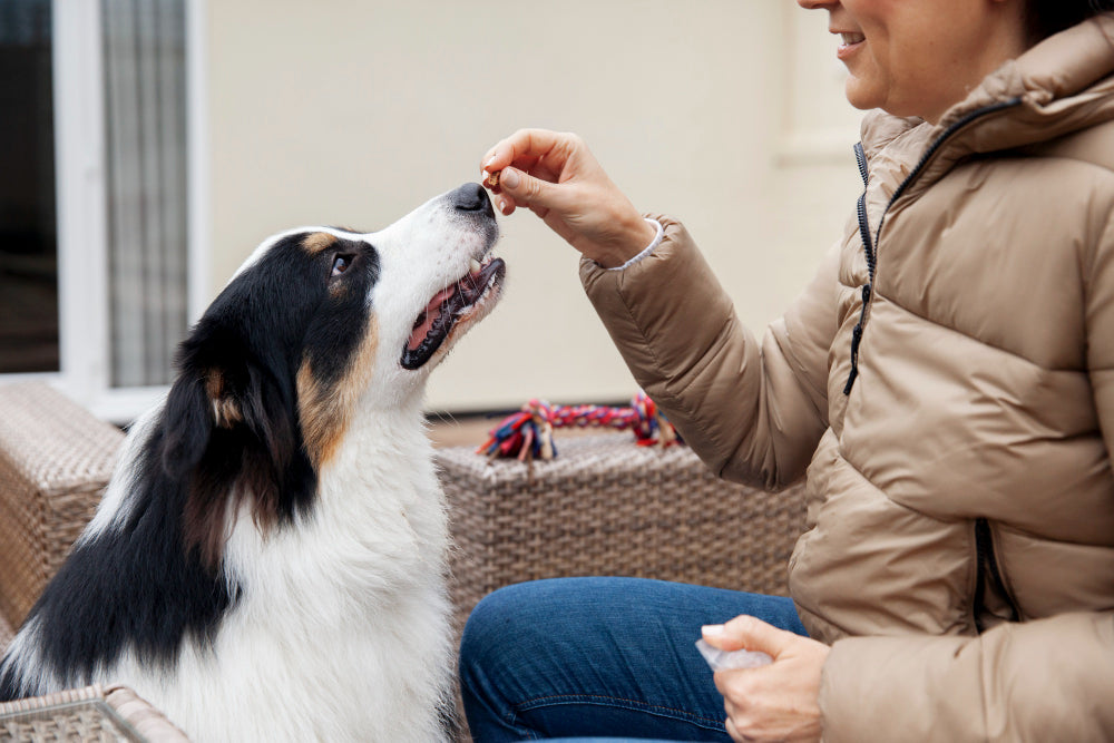 Duck Dog Treats: Benefits, Nutrition and Best Options