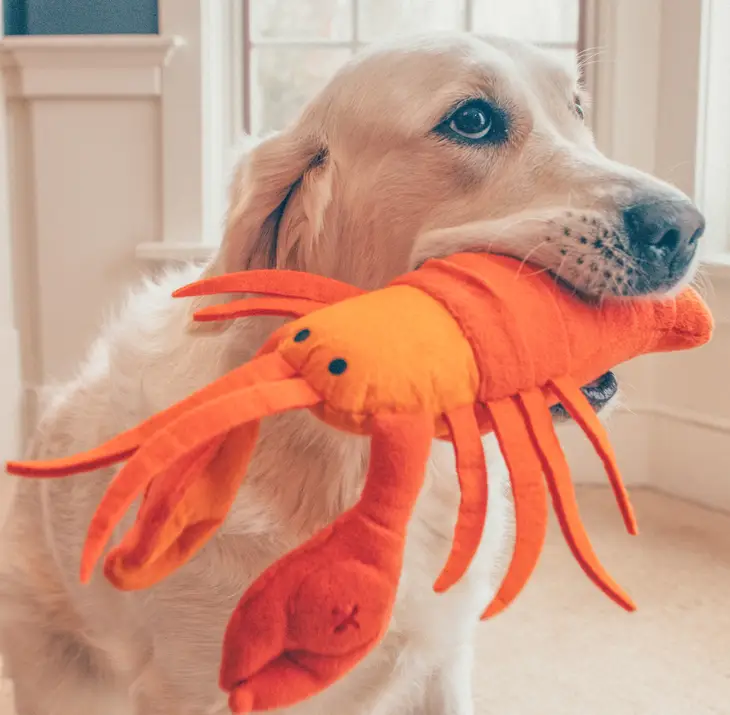 Lobster Snuffle Toy